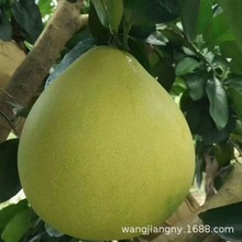 �޽��������Ә���t�������ϱ����Nֲ�ļ����Ե��Թ����箔��Y��