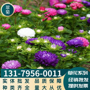 Wholesale Herbal Grass Flower Asteraceae Flower Seeds Landscape Gardening Gardening Florals Large Favorably Complete Variety