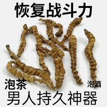【回春草】顶天柱 不老草硬的快云南野生 持久泡茶泡酒料配起阳草
