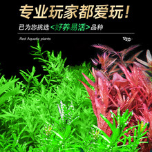 ˮ��ֲ���~���쾰�ײ�Ī˹���ݻ��w����񹝲����ˮ��ˮ�žGֲ