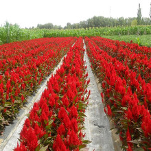 �u�ڻ����Ѵ�����ɫ�Ƞ�t�S�PβͥԺ�����ͺ��׻������u�ڻ��N��