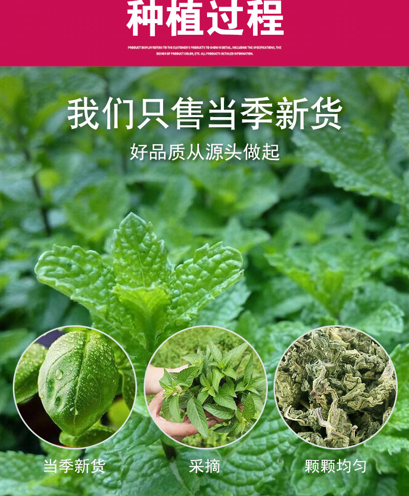 Mint Leaf Tea (Mentha haplocalyx) — Low-Temperature Dried Loose Mint Leaves, 75g Jar preparation