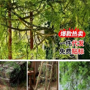 �������T���ڹǘ��ٴ�����ֲ��ɭϵ�����b��쾰����^ǧ�z��