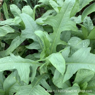 ���{�˷N�� �B�Z���ݷN���u���~�i�Z�������Z�˷N���O�˴����＾