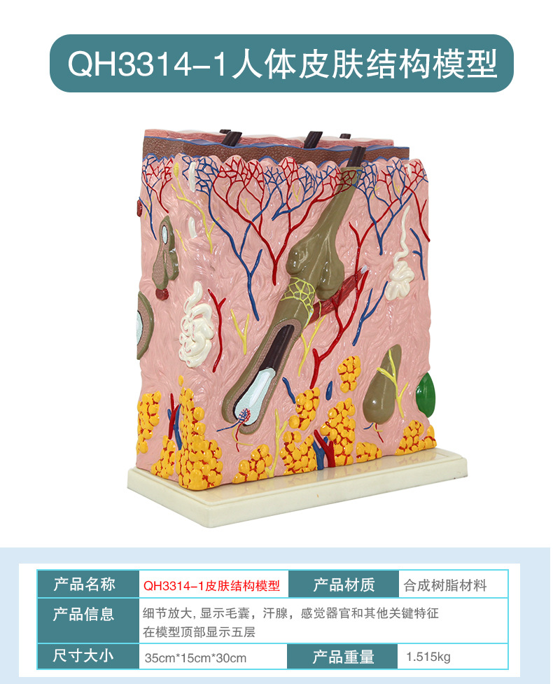 皮肤模型_10.jpg