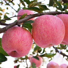 �������χ����O�������������С�����O�������ϱ����Nֲ����Y��