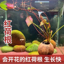 红荷根水草造景水族箱中后景易养睡莲阴性植物懒人淡水真活体批发