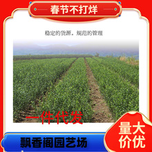 ������ ���Ә��� �o��ɳ���� ���٘���o�џo�˼޽ӹ�����