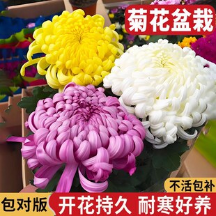 �ջ�С�����Զ༾�_���ջ��绨�ܾGֲ�҃����̨���B�����ͺ���