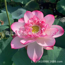 SlɻN Nֲɻ ɏź ^pˮֲɻɏN