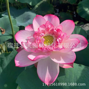 �S�����l�ɻ��N�� �Nֲ�ɻ� ɏź�� �����^�p��ˮ��ֲ��ɻ�ɏ�N