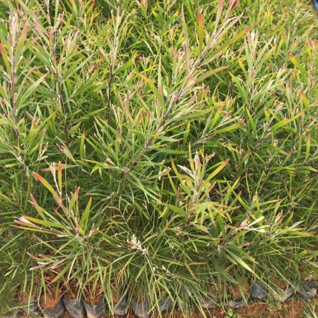 2202 база оптовая поставка саженцев черного дерева акации