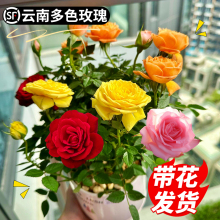 ̨õ廨ԾGֲ_ɫļ¼ش҃