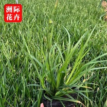 崂峪苔草基地   青绿苔草 地被宿根多年生草花苗木  绿化花卉园林