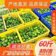 【产地直发】广东香水柠檬奶茶专用【次一级】60斤天然多汁鲜榨