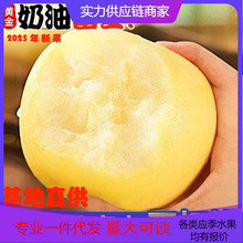 【活动款】山东黄金奶油富士苹果新鲜水果当季冰糖心牛奶脆甜