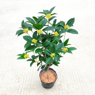 ļԹ𻨘ʳ_̨҃ͥԺͻֲ