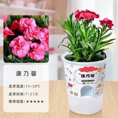 Niños crecen pequeñas plantas de maceta estudiantes de observación de girasol fresas diy juguetes adornos de mesa al por mayor