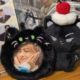 New cute meow fox fox plush yum bag pendant small pain bag transparent display bag student millet protective bag