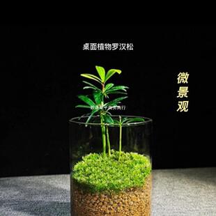 Recommended micro-landscape of moss for lazy people | 1688 procurement encyclopedia