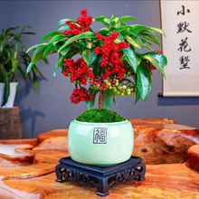 好养的花耐寒富贵子花卉室内植物富贵籽盆栽四季常青带果四季常青