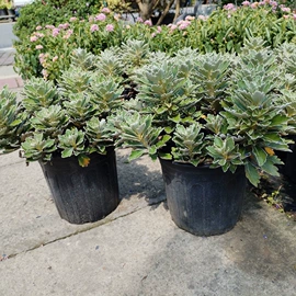 盆栽;一二年生花卉;灌木