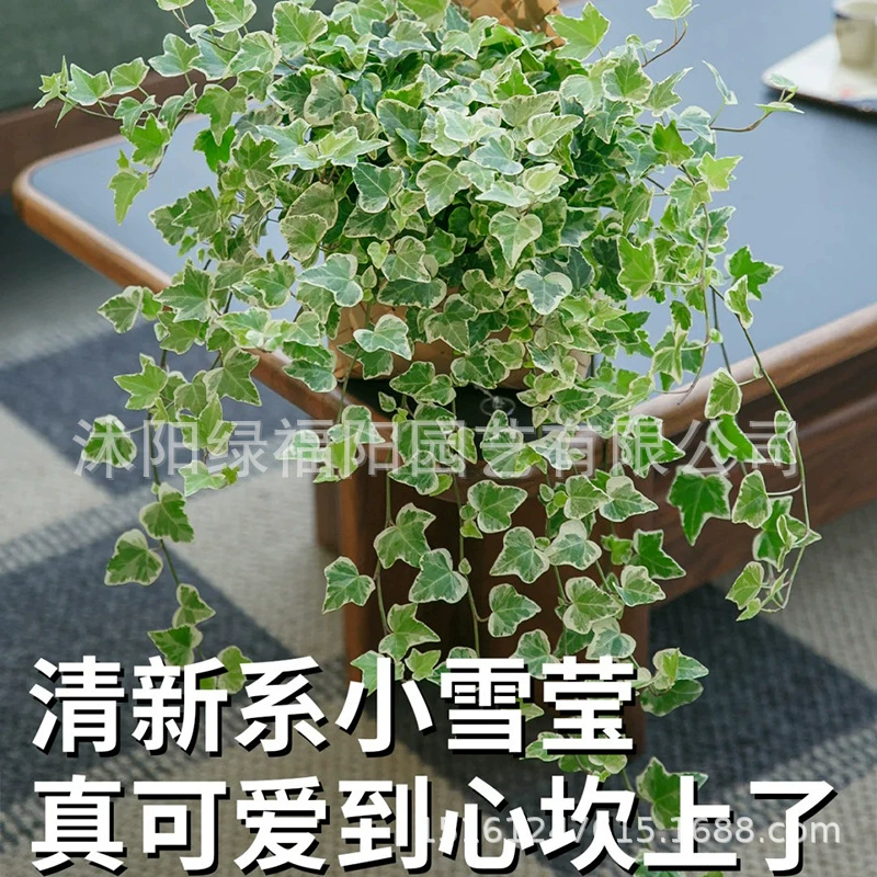 Японское импортное растение Xueying, модный японский плющ, редкий горшечный сорт для дома и улицы, зеленое растение для балкона.