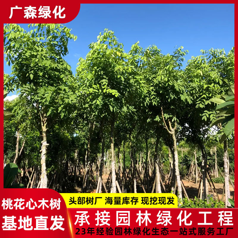 桃花心木树袋苗 移植苗 行道树苗景观大树 园林工程绿化苗木基地