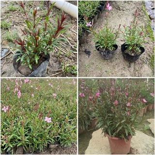 山桃草 花境常用盆栽千鸟花 花期长易种好养