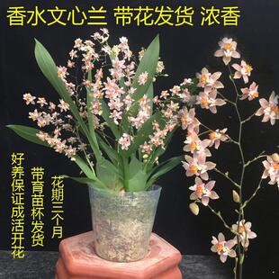 兰花洋兰跳舞兰迷你香水文心兰苗室内花卉盆栽浓香冬季带花发货-阿里巴巴