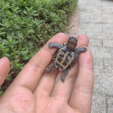 家养中华草龟长寿龟金线草龟乌龟墨龟苗公草龟母草龟小乌龟宠物龟