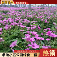 �t�����{�����~�� �����~���Թ��̾G����@���OӋ���~��