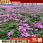 工程园林盆栽红花酢浆草
