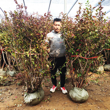 ش{ݮ玧ϘͺԮYϷNֲͥԺ{ݮ