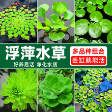 浮萍水草植物鱼缸造景水培植物和鱼共养冒泡一叶莲水芙蓉水葫芦