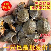 大甲鱼苗活苗批发中华鳖苗鱼塘养殖淡水鲜活小甲鱼水鱼团