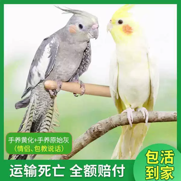 Hand-raised yellow + hand-raised original gray bag to teach how to speak