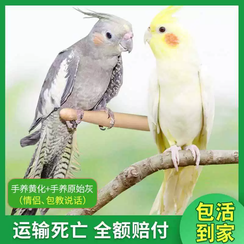Попугай Xuanfeng для содержания и тренировок, обучение речи, домашний питомец, пара птиц может содержаться вместе