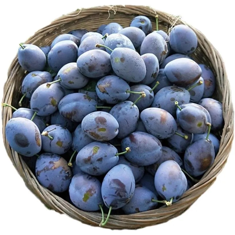 Gansu Prunes Are Seasonal Fruits, Whole Prunes with Free Shipping, Fresh Fruit from Gansu Gaoshan, One-Piece Shipping Available Gansu Prunes Are Seasonal Fruits, Whole Prunes with Free Shipping, Fresh Fruit from Gansu Gaoshan, One-Piece Shipping Available