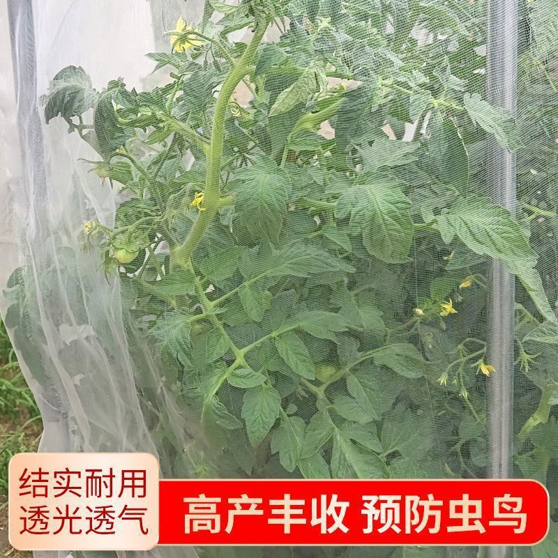 防虫网种菜网80目防虫罩加密纱网菜苗菜地果园网蔬菜防鸟