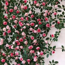 仿真花条真玫瑰花藤墙面背景装饰花藤蔓水管道阳台缠绕造景绿植物