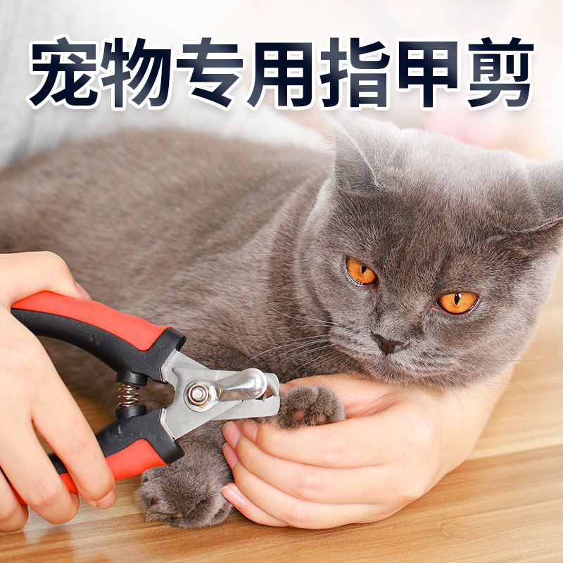 Perro tijeras de uñas de cabello dorado tijeras de uñas de cabello dorado conjunto especial para uñas de perros