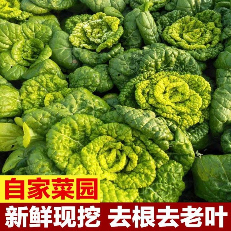 青菜農家新鮮黃心菜霜凍黃心烏塌菜青斤3斤5斤黑白菜火鍋蔬菜包郵