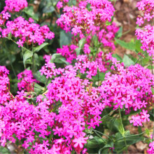 ѩNӻܷNӾ^G^NӰlѿʸƷNȫ