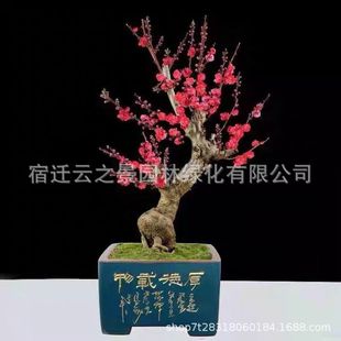 �޽ӹ���t÷�����Ԙ����D÷�t÷�辰�������ͺ��҃Ȼ���ֲ������