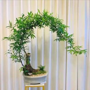 �V�|С�~�{���辰Ұ���^�{���Ϙ����F��Gֲ�����҃Ⱥ��Bˮ��