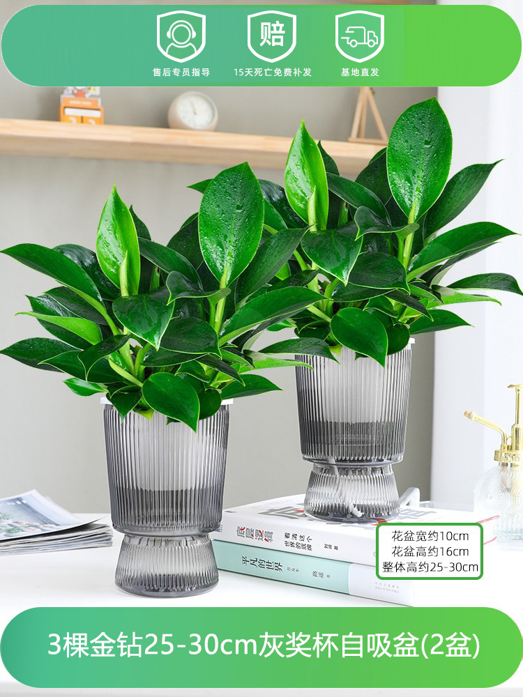 [화분 2개 특별 제공] 25-30CM 골드 다이아몬드 3개 + 그레이 트로피 + 영양액