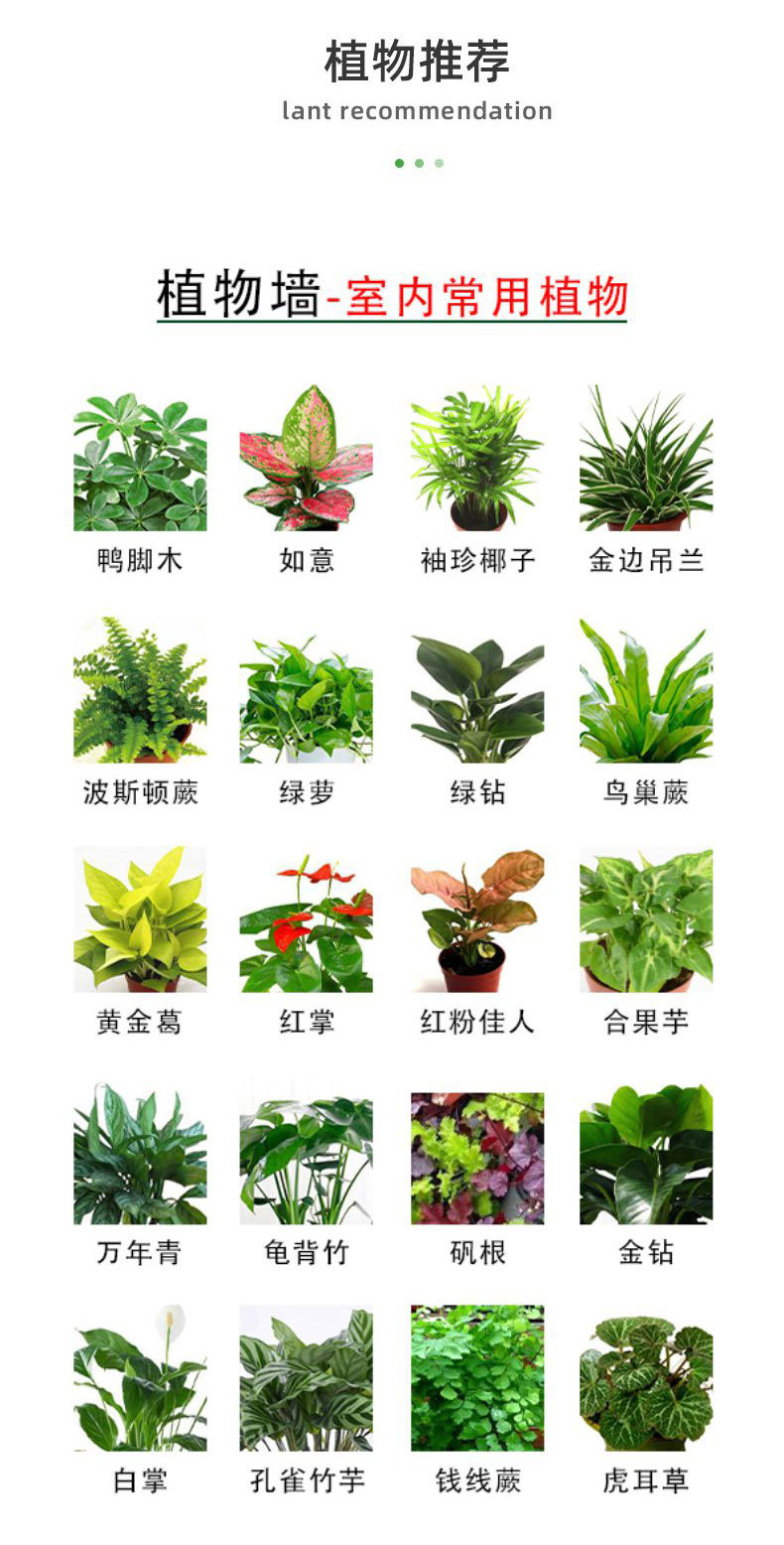 ֲ��ǽ��ֲ��