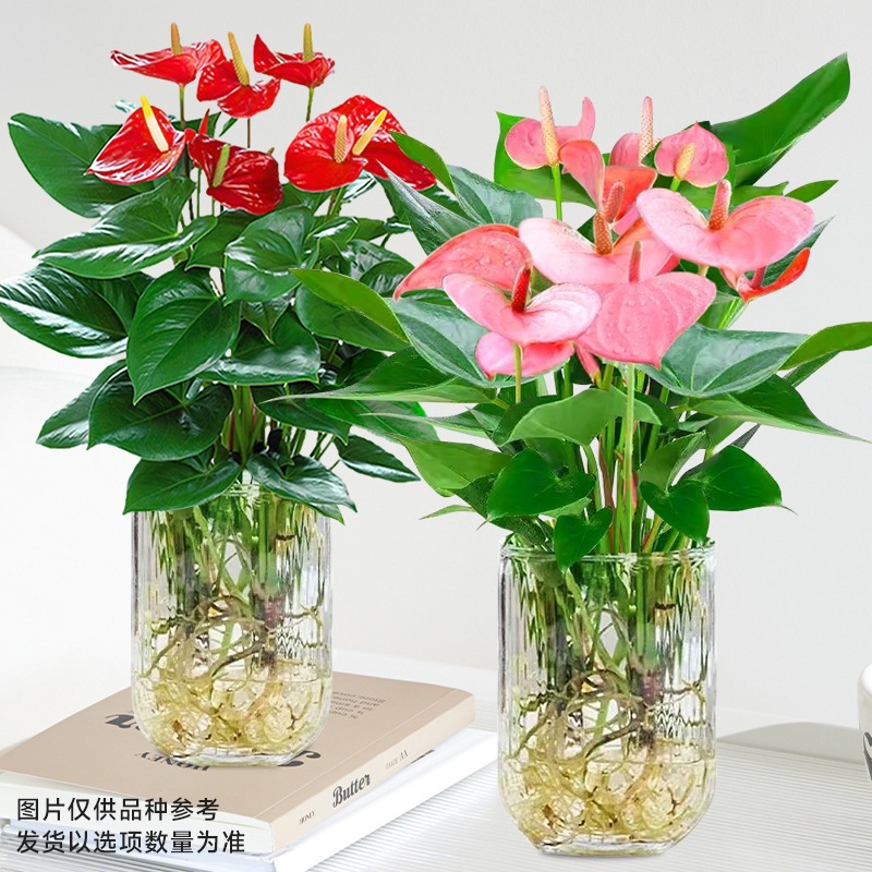 특급 안스리움 + 특급 파우더 팜 (U자형 유리병) + 영양액