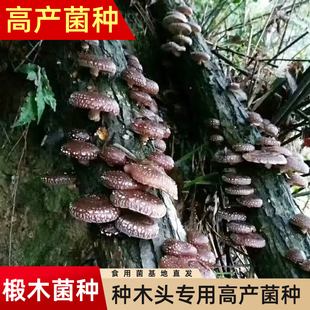 Shiitake Mushroom Culture Strains for Year-Round Cultivation on Wood, Edible Mushroom Bagged Seeds